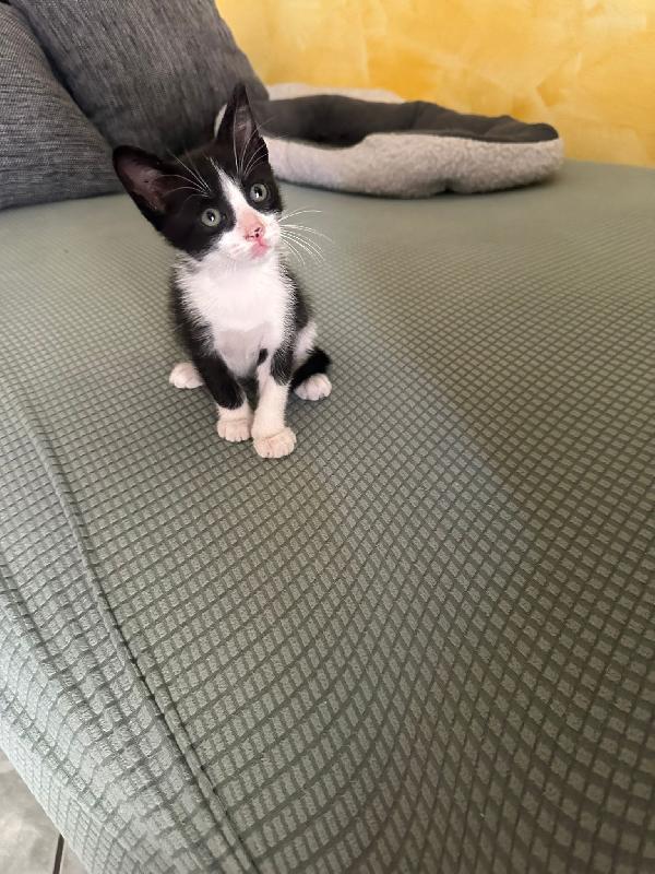GATTINI DI 2 MESI Foto 2