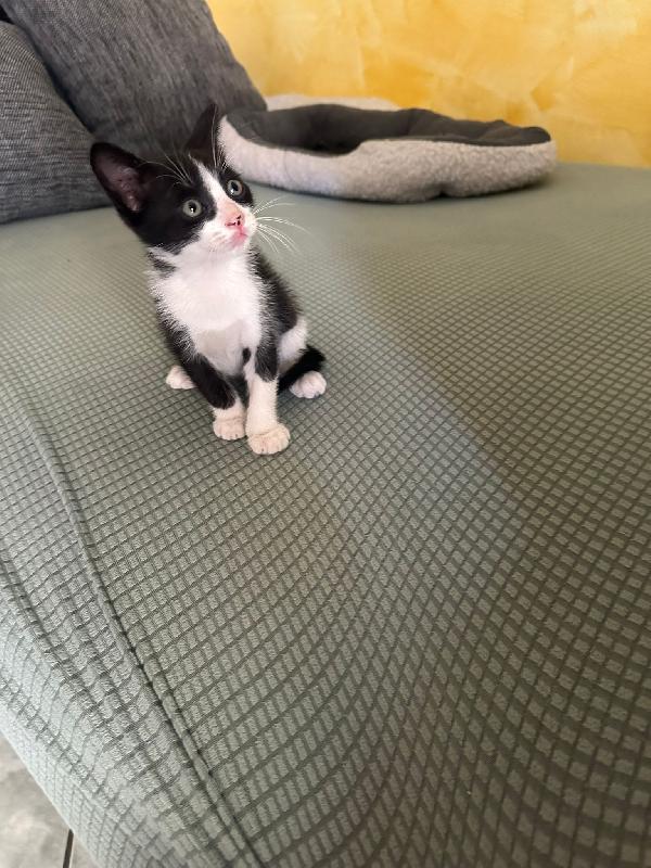 GATTINI DI 2 MESI Foto 4