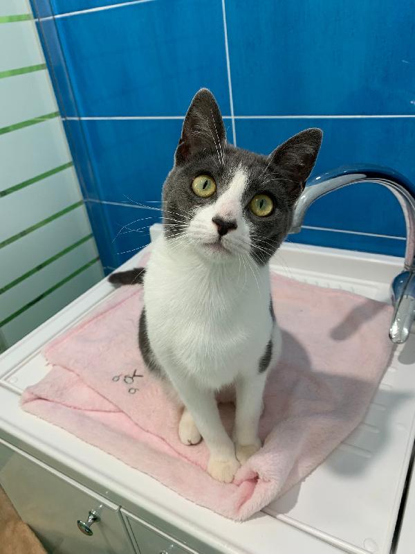 Perla splendida dolce gattina cerca famiglia Foto 2