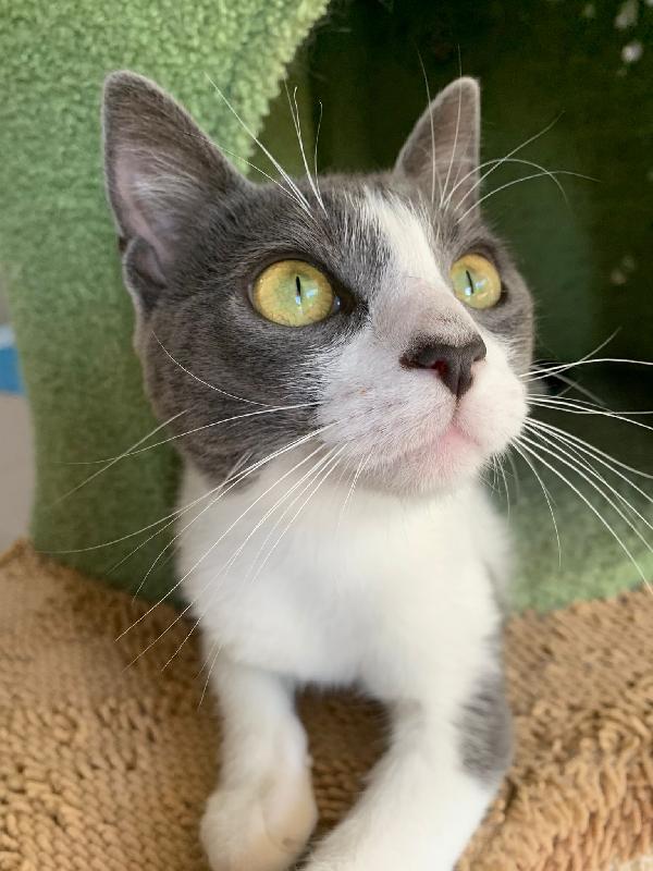 Perla splendida dolce gattina cerca famiglia Foto 3