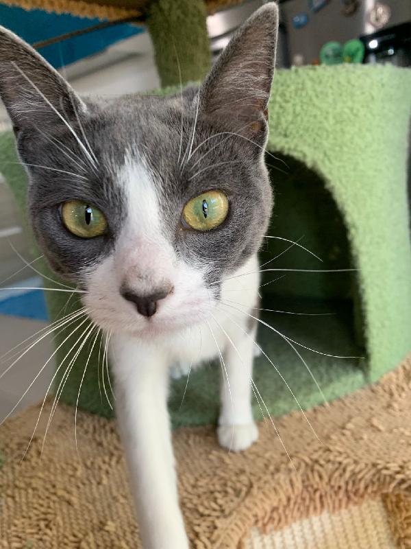 Perla splendida dolce gattina cerca famiglia Foto 4