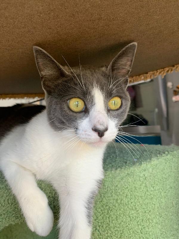 Perla splendida dolce gattina cerca famiglia Foto 5