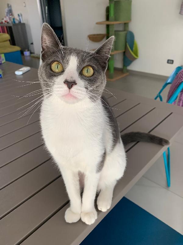 Perla splendida dolce gattina cerca famiglia Foto 6