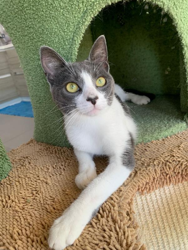 Perla splendida dolce gattina cerca famiglia Foto 7