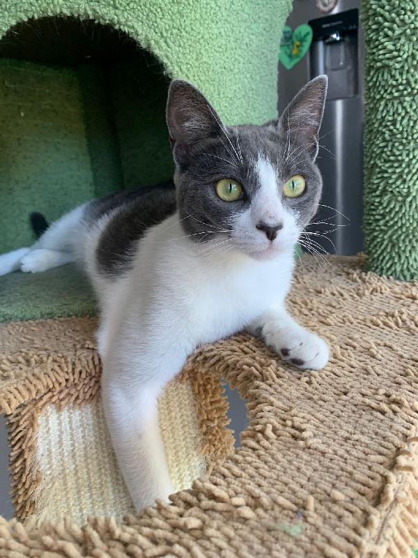Perla splendida dolce gattina cerca famiglia Foto 8