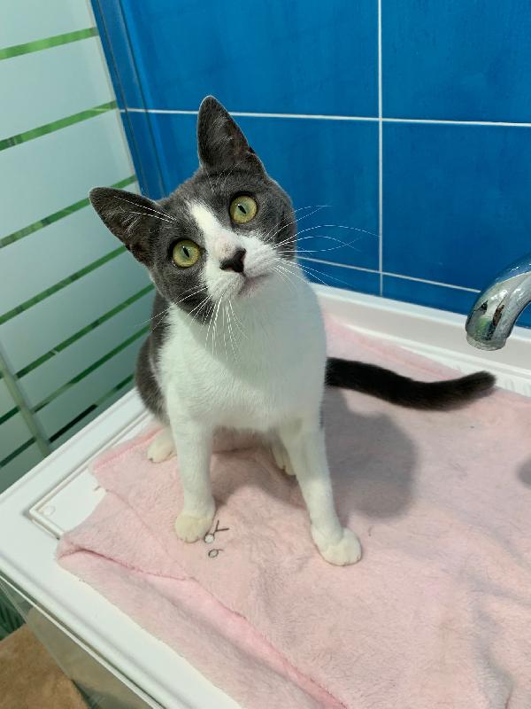 Perla splendida dolce gattina cerca famiglia Foto 9