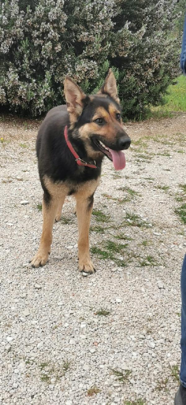 Zoe splendida cucciola di pastore tedesco Foto 4