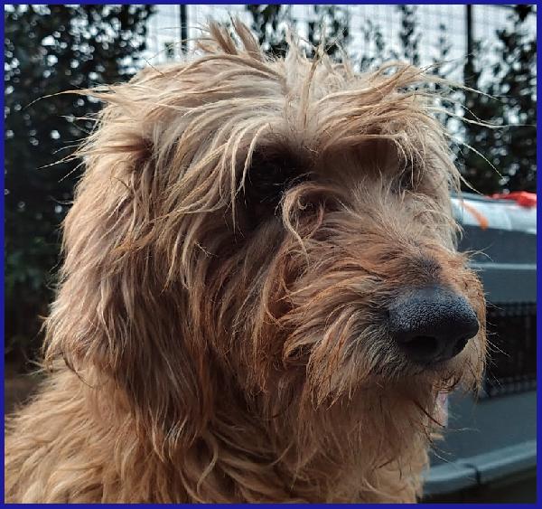 GIOVANNI, SPINONCINO 4 ANNI, UN PASSATO DI MALTRATTAMENTI E SOLITUDINE, ORA CERCA IL SUO RISCATTO! Foto 4
