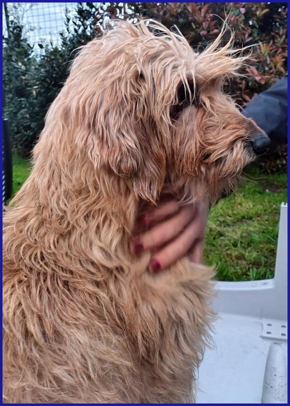 GIOVANNI, SPINONCINO 4 ANNI, UN PASSATO DI MALTRATTAMENTI E SOLITUDINE, ORA CERCA IL SUO RISCATTO! Foto 5