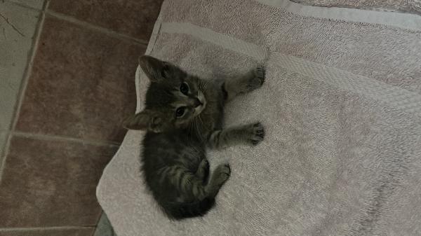 gattino abbandonato 