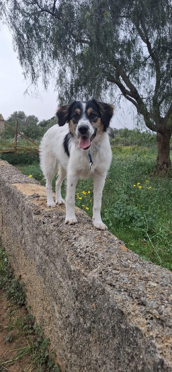 Penny 7 mesi simil border dolcissima  Foto 5