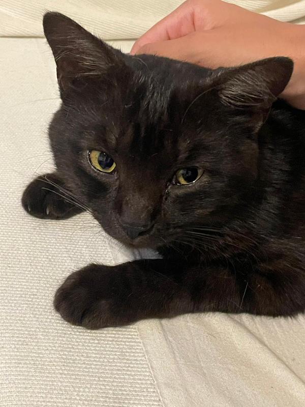 Gatto Smarrito