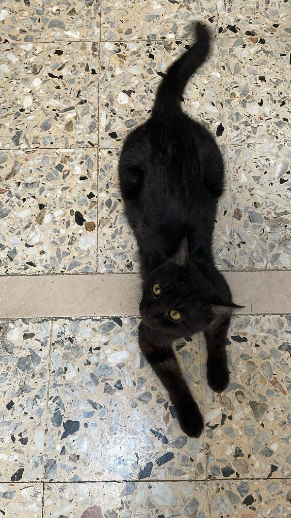 Gatto smarrito Foto 3