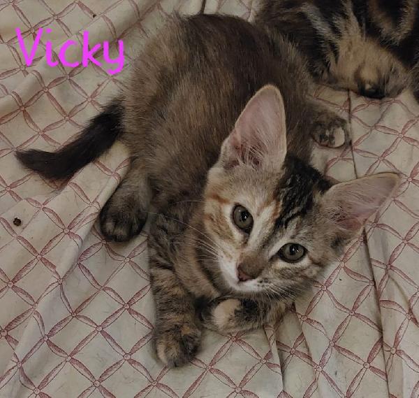 SWEETY, SONYA, VICKY, SQUAMY... Foto 3