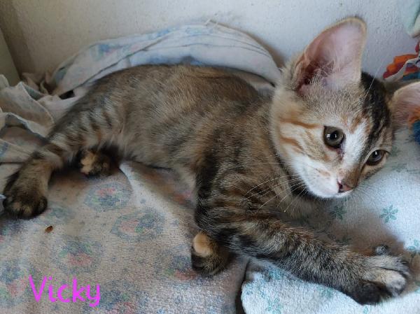 SWEETY, SONYA, VICKY, SQUAMY... Foto 5