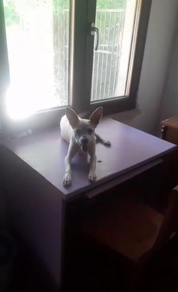 SUMMER SPLENDIDA DOLCE CAGNOLINA DI 6 KG CERCA FAMIGLIA  Foto 6
