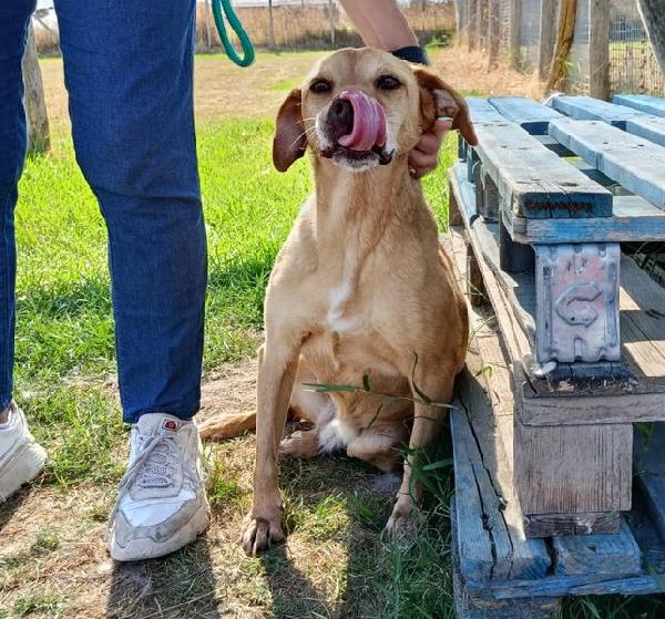 LAIKA, nonnina dal cuore grande Foto 2