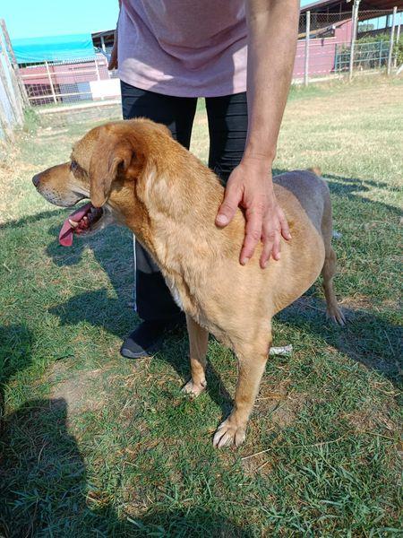 LAIKA, nonnina dal cuore grande Foto 3
