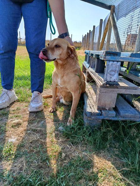 LAIKA, nonnina dal cuore grande Foto 5
