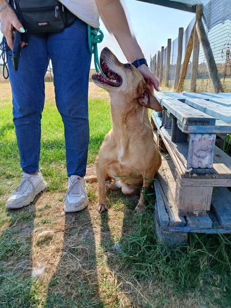 LAIKA, nonnina dal cuore grande Foto 6