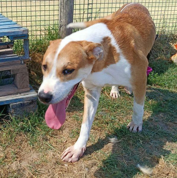 ENO, cucciolone dalla marcia in più Foto 2