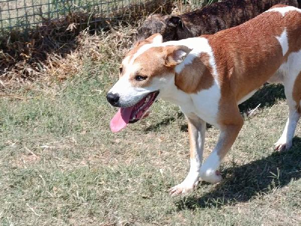ENO, cucciolone dalla marcia in più Foto 3