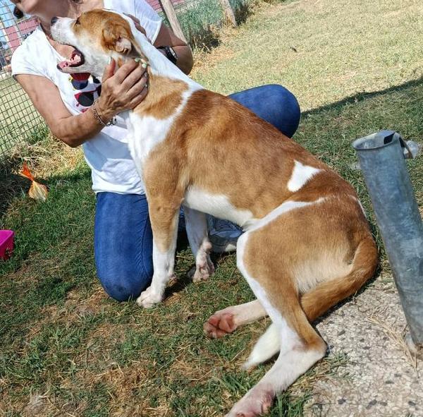 ENO, cucciolone dalla marcia in più Foto 4