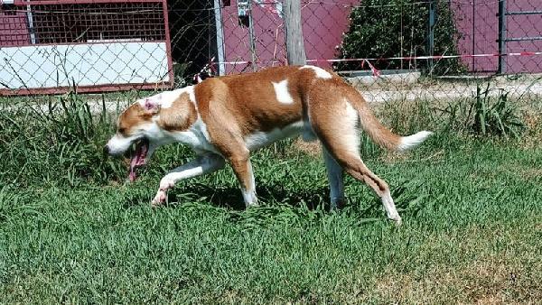 ENO, cucciolone dalla marcia in più Foto 5
