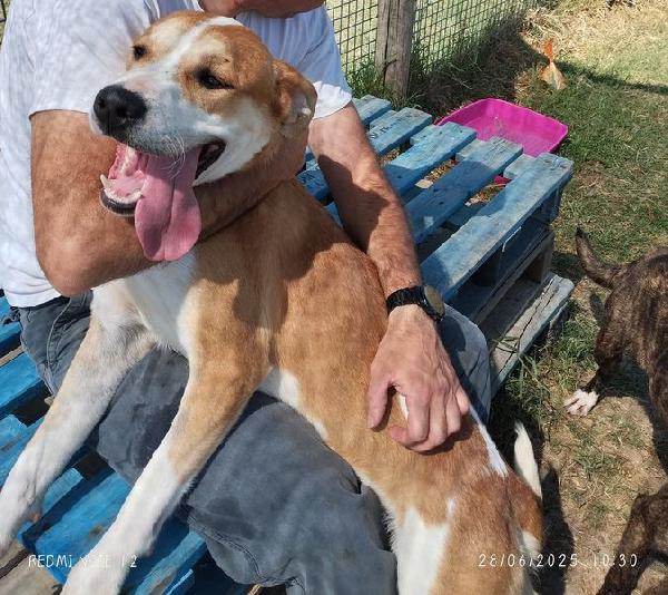 ENO, cucciolone dalla marcia in più Foto 6