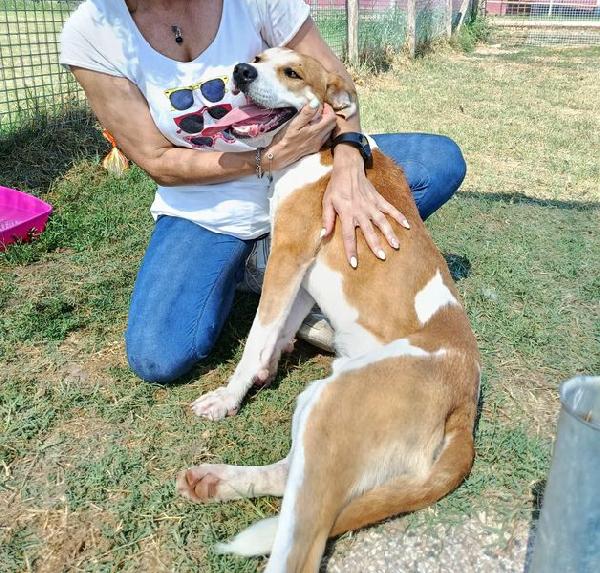 ENO, cucciolone dalla marcia in più Foto 7