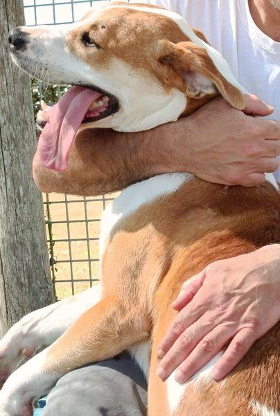 ENO, cucciolone dalla marcia in più Foto 9