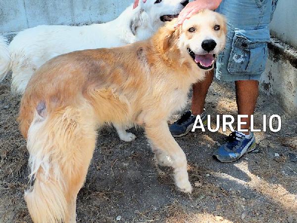 Aurelio bello, socievole e affettuoso Foto 3