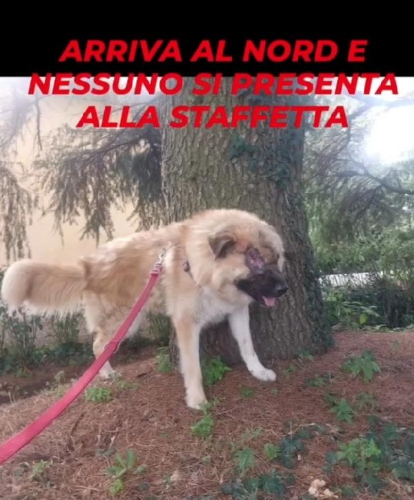 2anni mix Pastore dei Carpazi SOS VOGHERA (PV) Foto 2