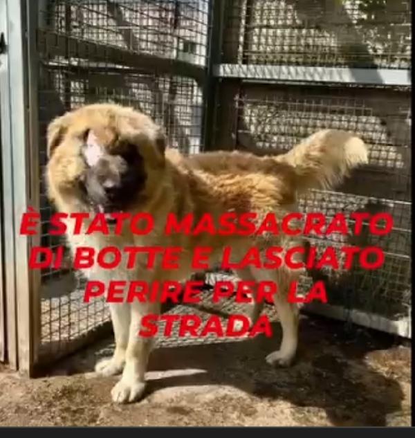 2anni mix Pastore dei Carpazi SOS VOGHERA (PV) Foto 4
