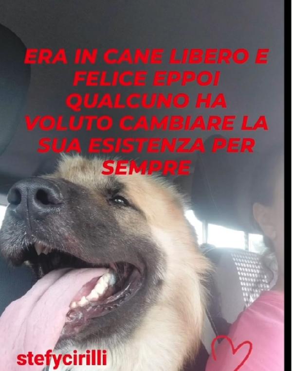 2anni mix Pastore dei Carpazi SOS VOGHERA (PV) Foto 5