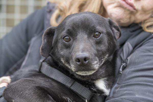 PORTHOS, dolce e timido meticcio in adozione Foto 2