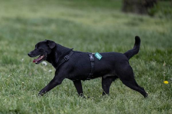 PORTHOS, dolce e timido meticcio in adozione Foto 6
