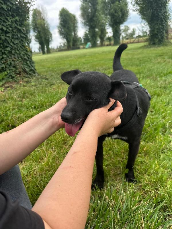 PORTHOS, dolce e timido meticcio in adozione Foto 7