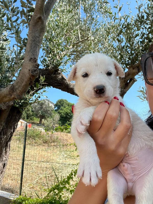 Adozione Chase cucciolo bianco tg medio-grande  Foto 4