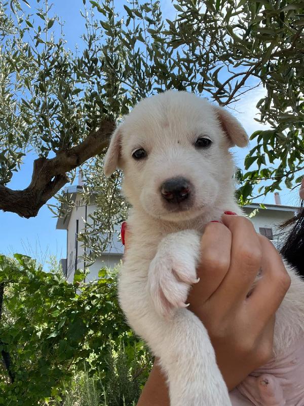 Adozione Chase cucciolo bianco tg medio-grande  Foto 5