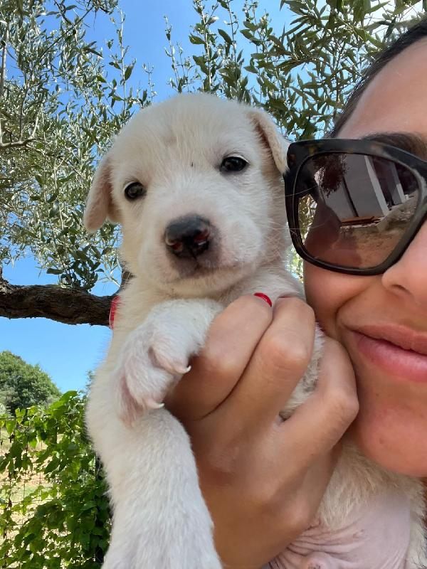 Adozione Chase cucciolo bianco tg medio-grande  Foto 6