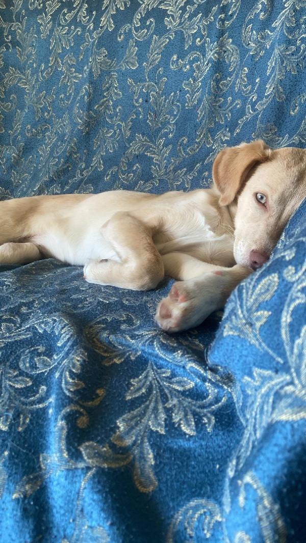 Sally splendida dolce cucciola cerca famiglia Foto 2