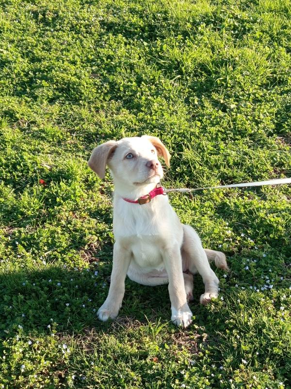 Sally splendida dolce cucciola cerca famiglia Foto 3