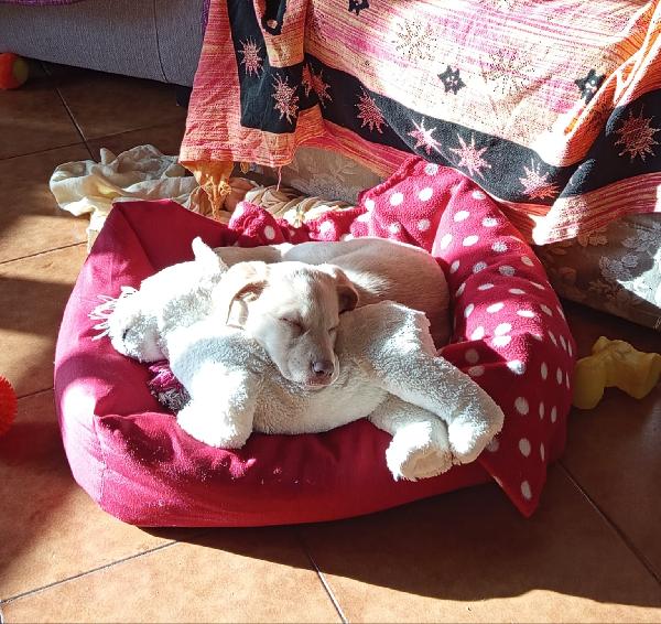 Sally splendida dolce cucciola cerca famiglia Foto 4