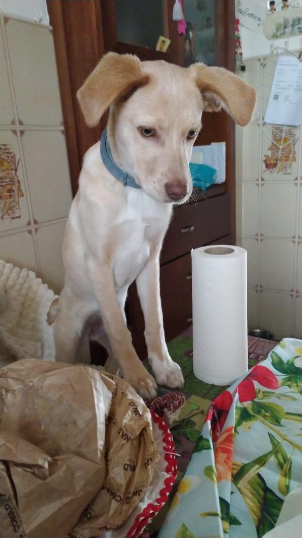 Sally splendida dolce cucciola cerca famiglia Foto 5