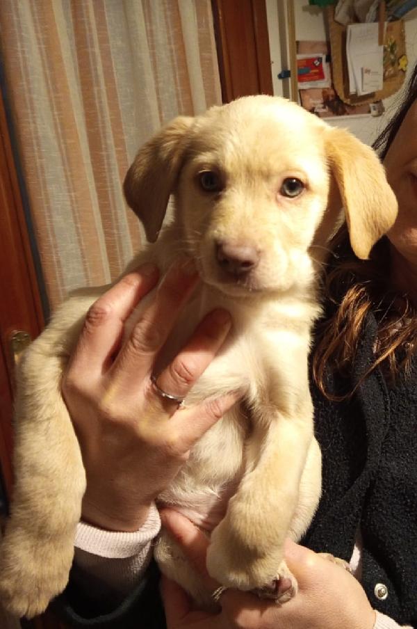 Sally splendida dolce cucciola cerca famiglia Foto 6