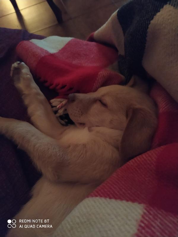 Sally splendida dolce cucciola cerca famiglia Foto 8
