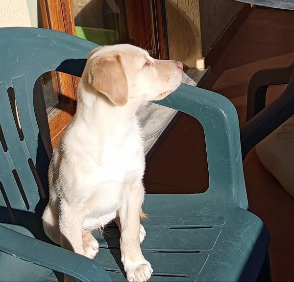 Sally splendida dolce cucciola cerca famiglia Foto 9