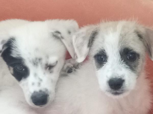 LULA MERAVIGLIOSA DOLCE CUCCIOLA CERCA FAMIGLIA  Foto 2