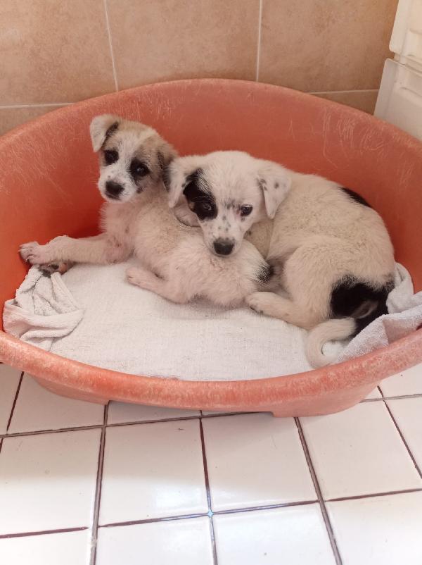 LULA MERAVIGLIOSA DOLCE CUCCIOLA CERCA FAMIGLIA  Foto 3